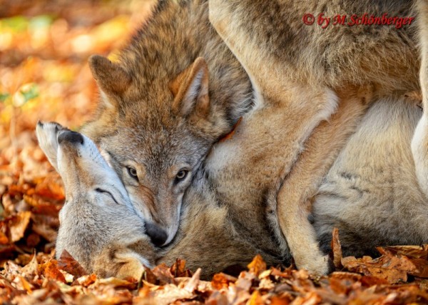 Mongolischer Wolf